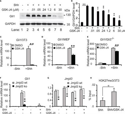 Targeting H3K27me3 demethylase to inhibit Shh signaling and cholesterol metabolism in medulloblastoma growth